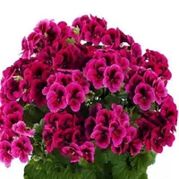 Butterfly Love K4 Пакет живет, без кастрюли