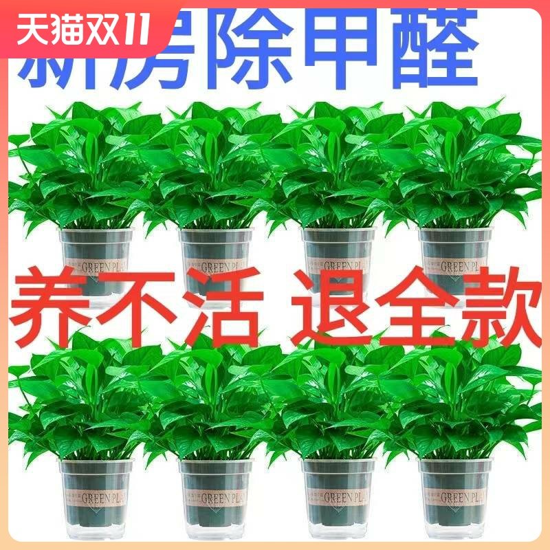 绿萝盆栽室内好养花卉新房吸除甲醛热带大叶绿箩迷你桌面绿植长藤