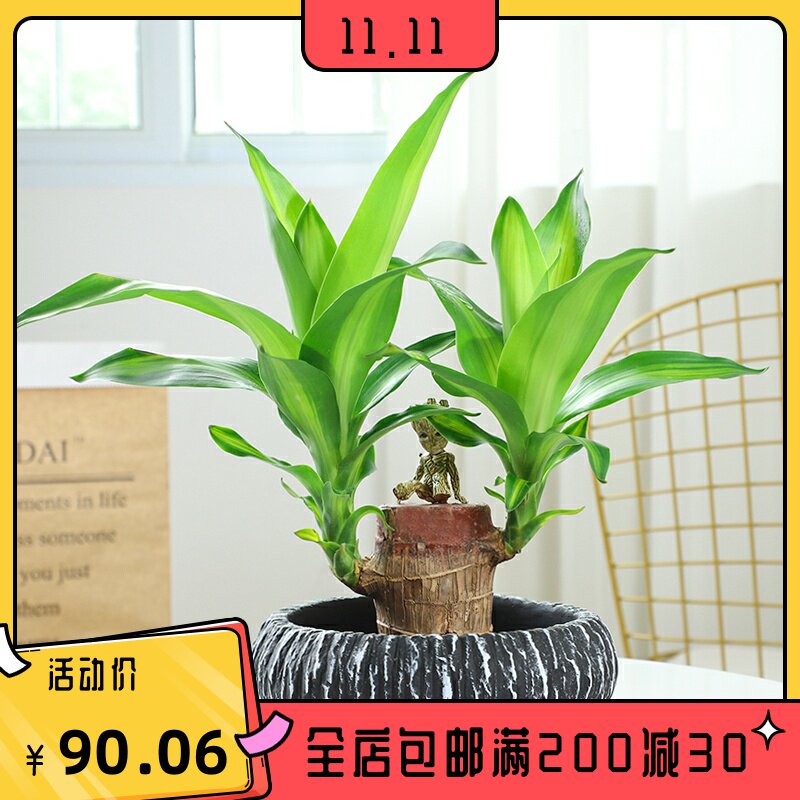 巴西木幸运木带芽孢水养盆栽情侣款办公室桌面绿植格鲁特树人水培|msdalam kategori bekalan perayaan/hadiah, set perkahwinan/props, 路引 - dari Buy2taobao.com untuk memberikan perkhidmatan ejen Taobao profesional membeli