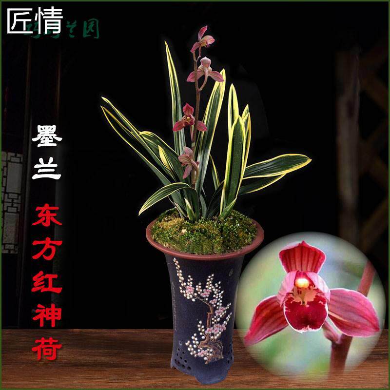 兰花 红荷冠 矮种 墨兰东方 红神荷 建兰禅月达摩