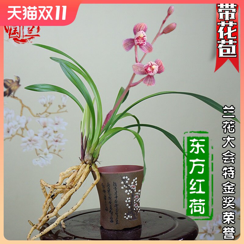 建兰四季兰花苗带花苞浓香特金奖矮种东方红荷名贵高档盆栽.