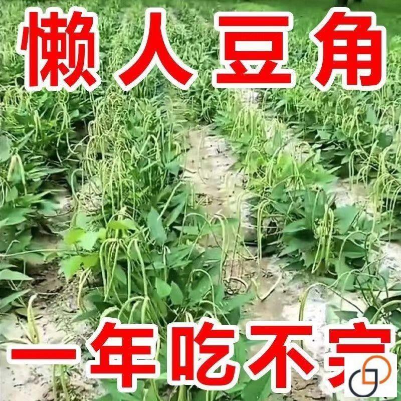 【一年只要几块钱】摘不败无架长豆角种耐热长豆角蔬菜种扁豆无筋 鲜花速递/花卉仿真/绿植园艺 红掌/凤梨/温室花卉 原图主图