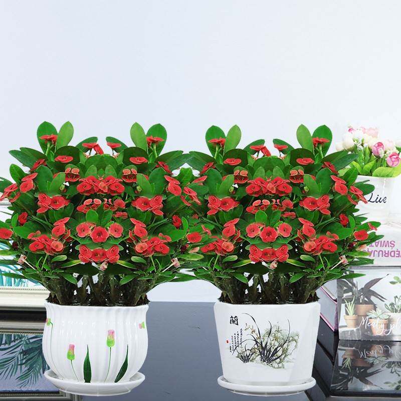 铁海棠盆栽花卉绿植物四季开花虎刺梅水培养殖观花净化空气绿植