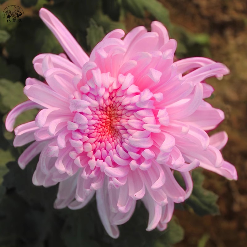 特大花九月菊耐寒盆栽菊花当年开四季开花阳台庭院花卉植物菊花苗