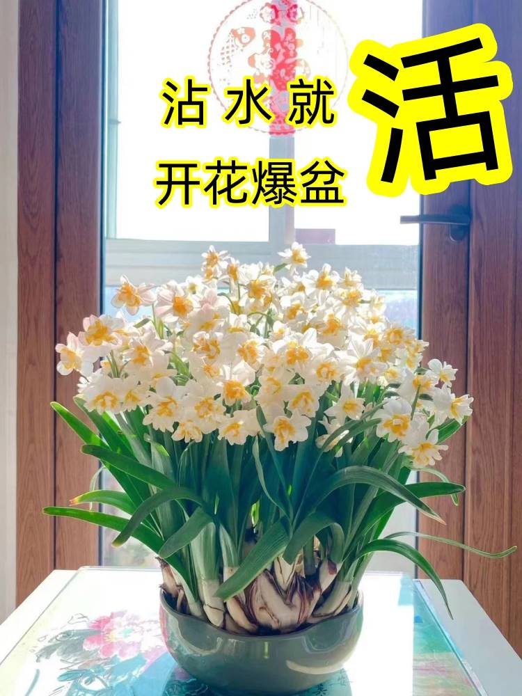 重瓣水仙花种球盆栽水养四季开花卉植物室内花绿植水培好养带花苞