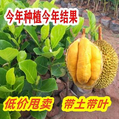 四季榴莲蜜苗当年结果树成活率高