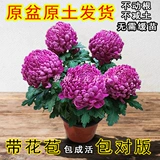 Хризантемевая горшка с горшками с бухами и холодными, устойчивыми к сентябрьским хризантемм цветут цветущие цветы цветы