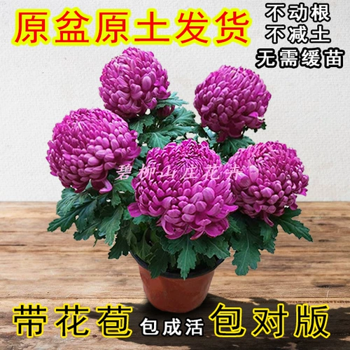 Хризантемевая горшка с горшками с бухами и холодными, устойчивыми к сентябрьским хризантемм цветут цветущие цветы цветы