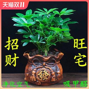 鸭脚木盆栽八方来财四季常青植物