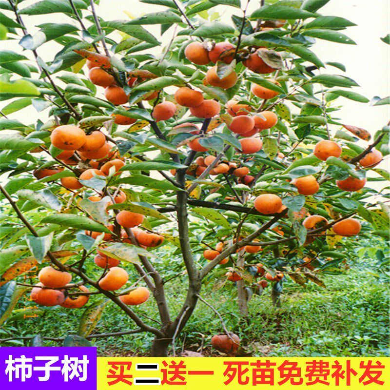 嫁接柿子树苗无核脆柿树盆地栽火晶磨盘柿子苗树南北方种植果树.