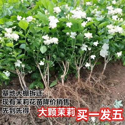 【精选】茉莉花盆栽苗重瓣浓香型