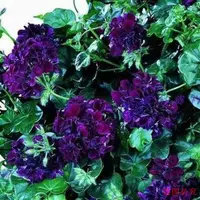 Классический пакет A4 живет, нет горшок с горшками