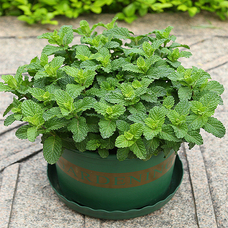 薄荷盆栽种子可食用驱蚊虫盆栽四季开花植物花卉室内好养花草盆栽