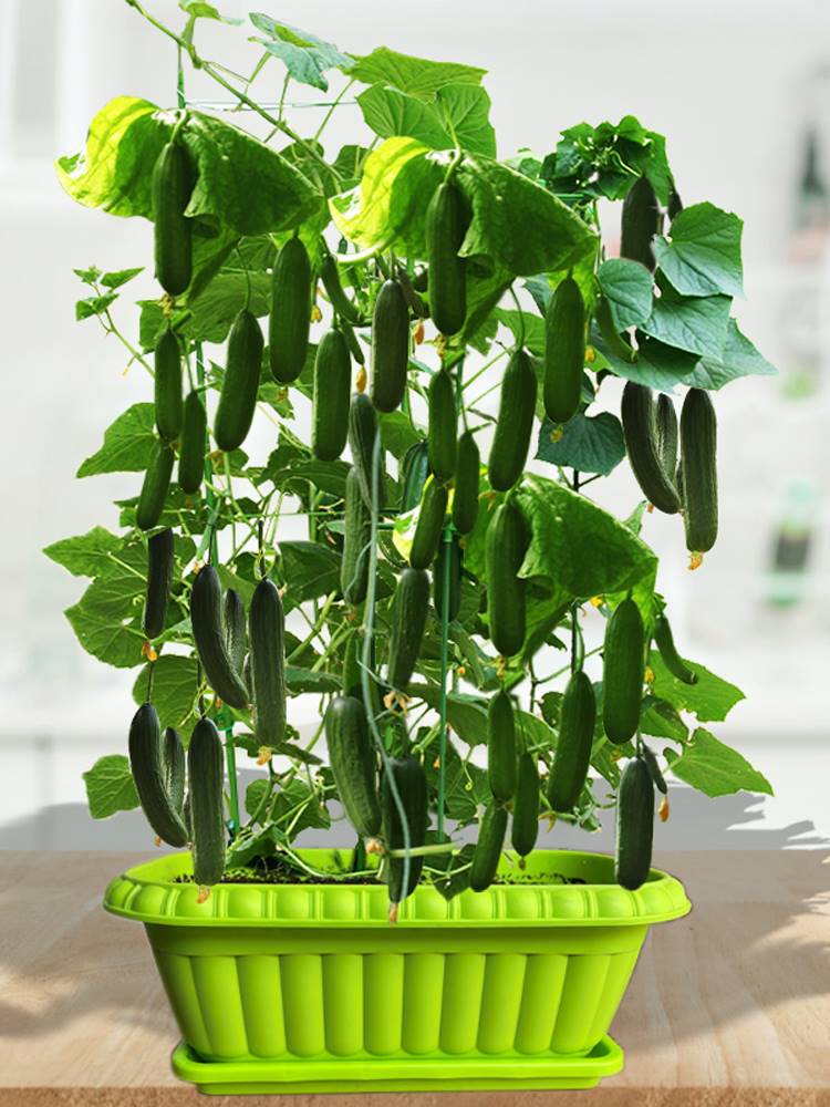 阳台蔬菜种籽草莓种孑不搭架家庭高产盆栽水果黄瓜种子高产玉女