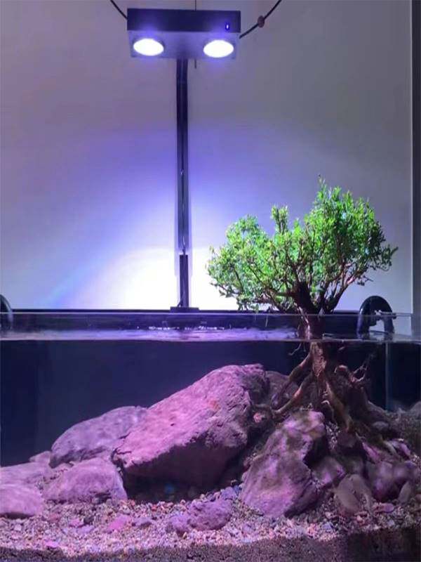 水杨梅鱼缸造景提跟小老桩趣味观赏绿植物树桌面水培土培和鱼共养