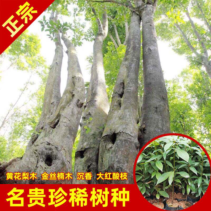 四大名木金丝楠沉香黄花梨树苗奇楠名贵珍稀高价值林木南北方带土