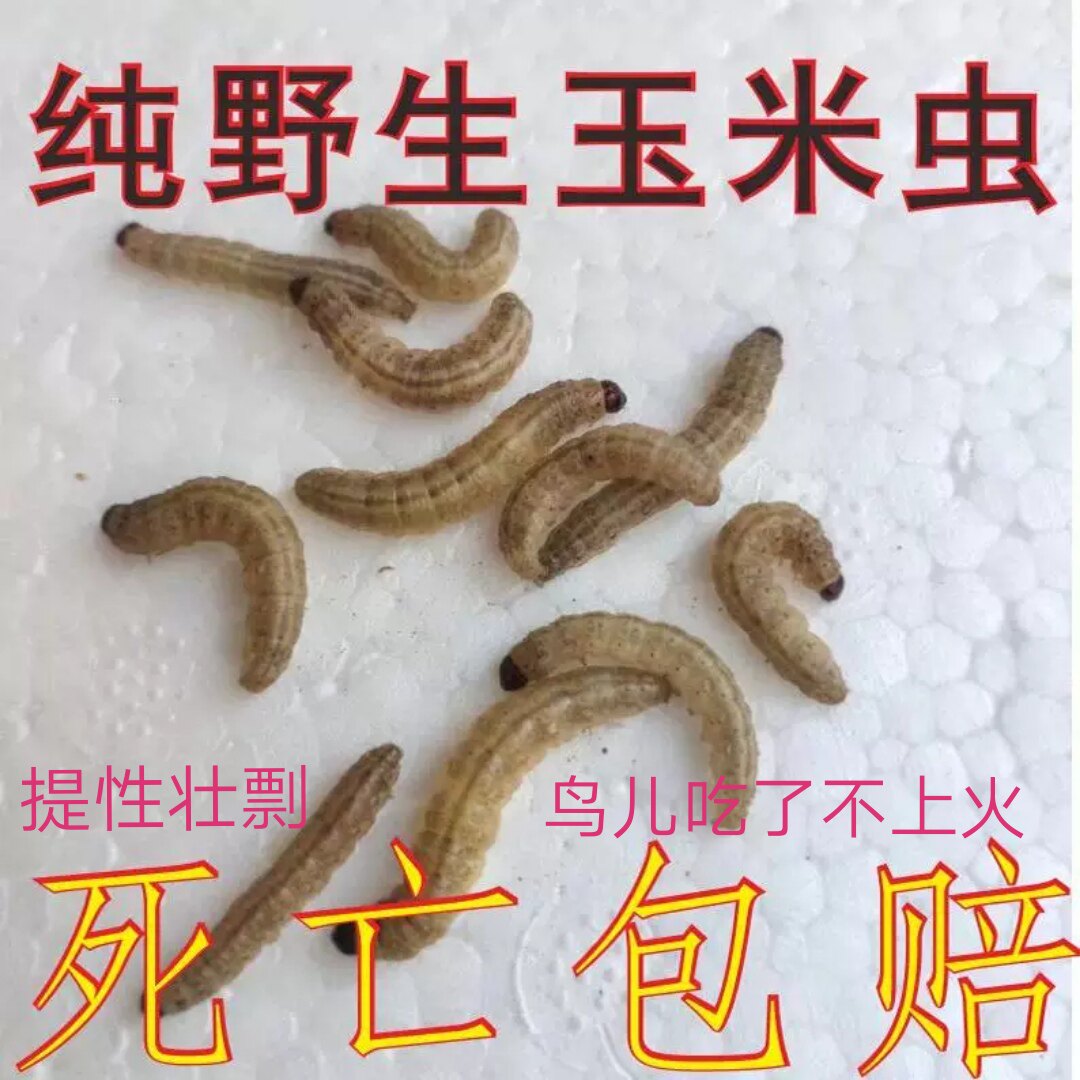 玉米虫野生鸟虫子小虫葡萄蜜虫活虫大蜡螟幼虫百喂八鸟饵麦子麻根