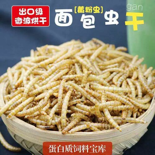 仓鼠粮食面包虫干蛋白虫干黄虫粉虫干鸟粮金银龙饲料大麦虫鸟饲料