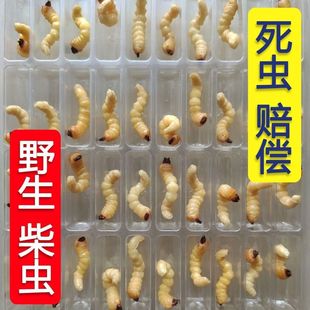 柴虫松树野生天牛幼虫活虫高蛋白鸟儿活食提膘斗鸟专用虫小头柴虫