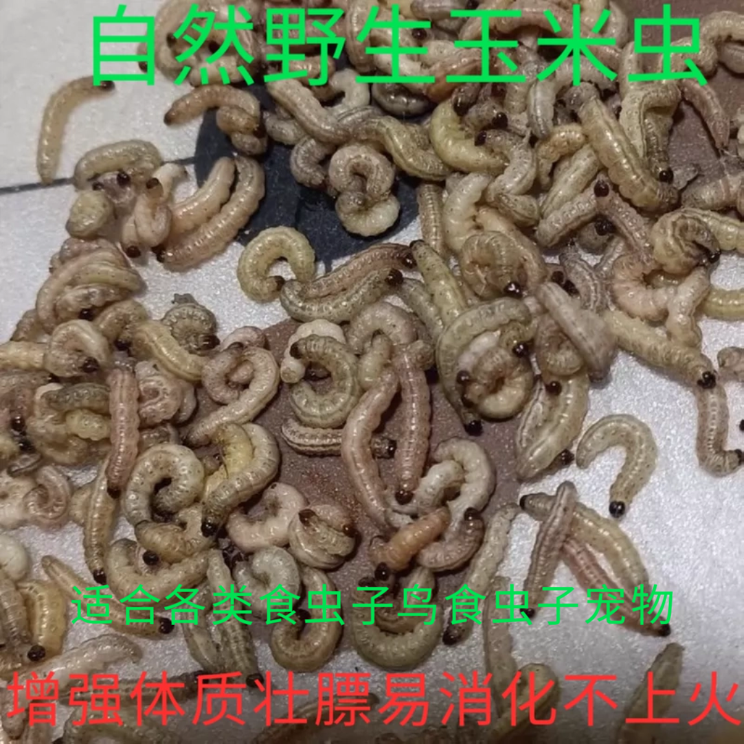 鸟虫子小虫玉米虫葡萄蜜虫活虫大蜡螟幼虫百喂八哥鸟饵麦子麻根