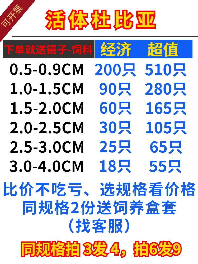 杜比亚蟑螂幼体活虫守宫金龙鱼蜥蜴蜘蛛画眉鸟类食物粮繁殖组饲料