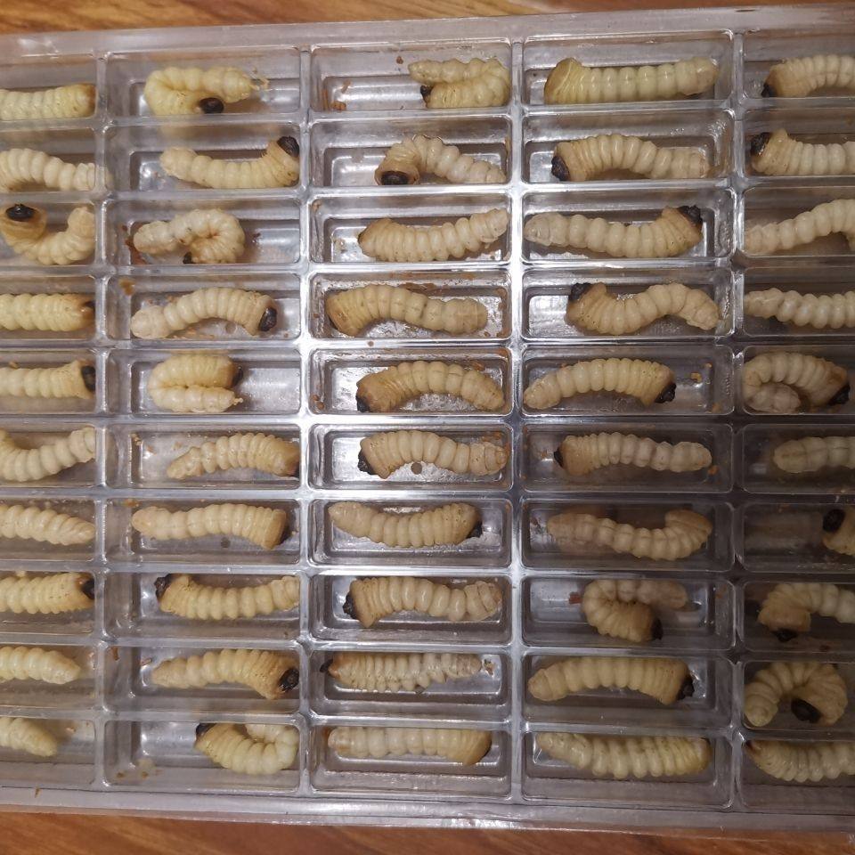 现货州柴活虫鸟dui食斗鸟小比赛贵提性状虫膘食用野生松树头天牛