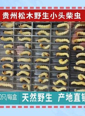 柴虫活虫鸟食斗鸟比赛提性松树虫天牛幼虫斗米虫大头小头柴虫鸟虫