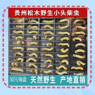 柴虫活虫鸟食斗鸟比赛提性松树虫天牛幼虫斗米虫大头小头柴虫鸟虫