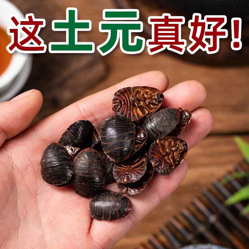 土元虫活体地鳖虫中药材土鳖虫大母虫中华活土元地鳖虫可食用骨折