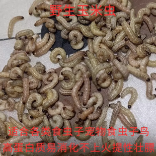 玉米虫野生鸟虫子小虫葡萄蜜虫活虫大蜡螟幼虫百喂八鸟饵麦子麻根