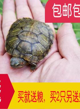 乌龟活物大西龟体宠物龟长观赏龟寿绿色活小彩龟水龟活巴A0808物
