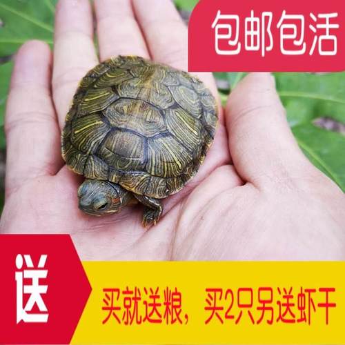 乌龟活物大西龟体宠物龟长观赏龟寿绿色活小彩龟水龟活巴A0808物