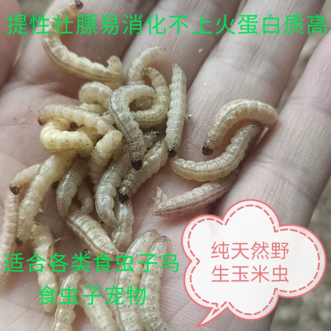 玉米虫野生鸟虫子小虫葡萄蜜虫活虫大蜡螟幼虫百喂八鸟饵麦子麻根