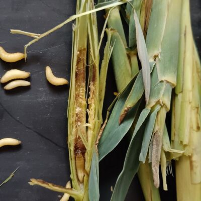 苇子虫纯天然野生高蛋白小虫鸟虫子补膘不上火麦子虫玉米虫活虫红