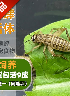 爬宠食物蟋蟀活体白蟋蟀蜥蜴鬃狮蜘蛛蝎子粮食活食樱桃红蛐蛐蝈蝈