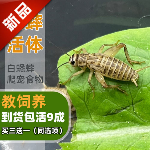 爬宠食物蟋蟀活体白蟋蟀蜥蜴鬃狮蜘蛛蝎子粮食活食樱桃红蛐蛐蝈蝈