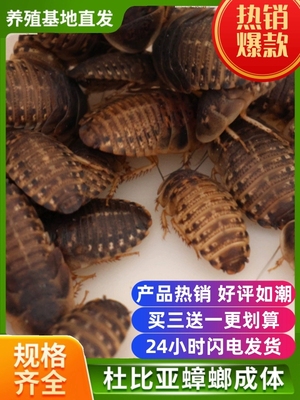 杜比亚蟑螂繁殖组幼体绿色守宫龙鱼活饵饲料新宠鸟类养殖营养活体