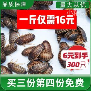 杜比亚蟑螂活虫虫饲料爬宠鸟食金龙鱼高蛋白营养昆虫守宫繁殖组龟