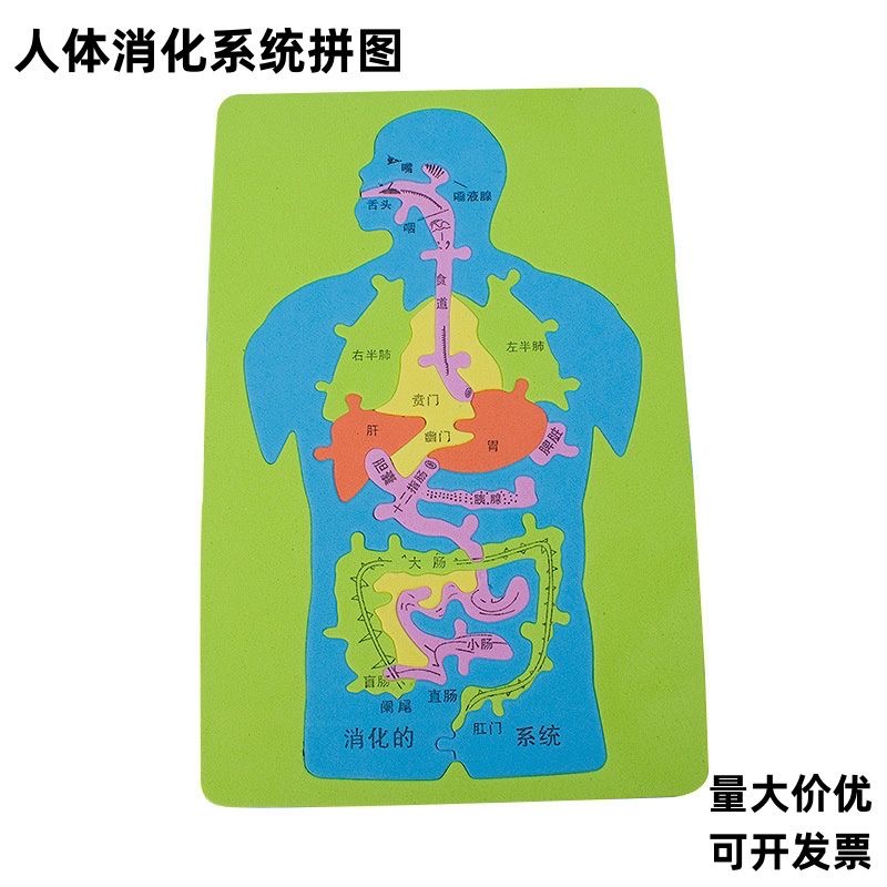 大号人体消化图EVA内脏拼图模型
