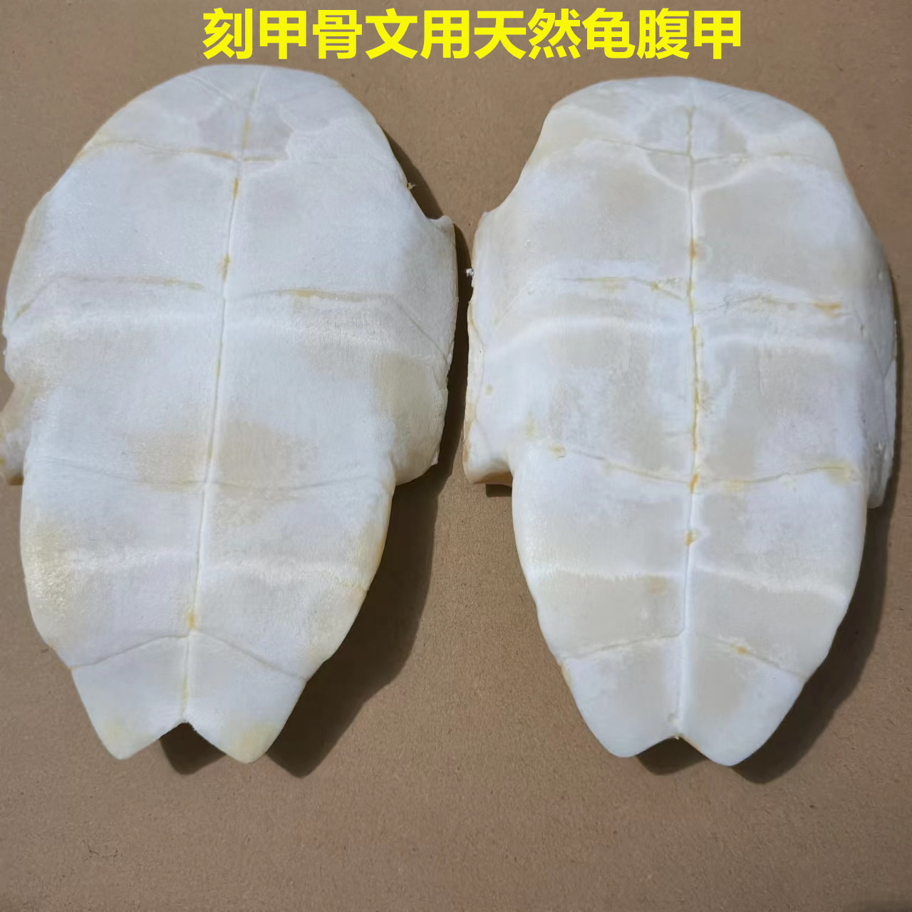 天然真乌龟壳甲骨文雕刻脱皮真龟板学生描绘涂色教学教具刻写作业
