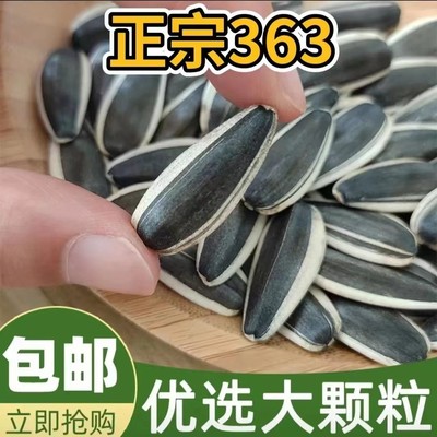 内蒙古363葵花籽新货大颗粒饱满
