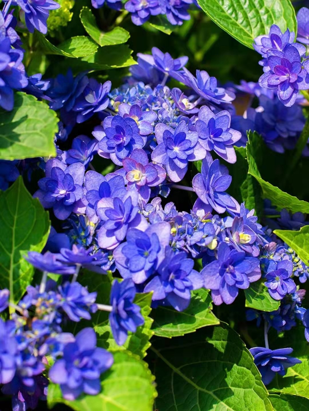 卑弥呼大花绣球多年生阳台庭院花卉绿植盆栽易养活丘山四盆包邮