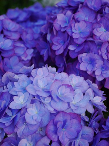 艾薇塔绣球阳台庭院花卉盆栽丘山