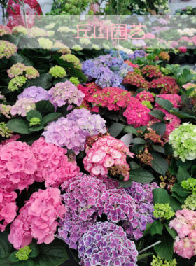 绣球无尽夏花手鞠佳澄塞布丽娜太阳神殿鸡尾酒满25包邮