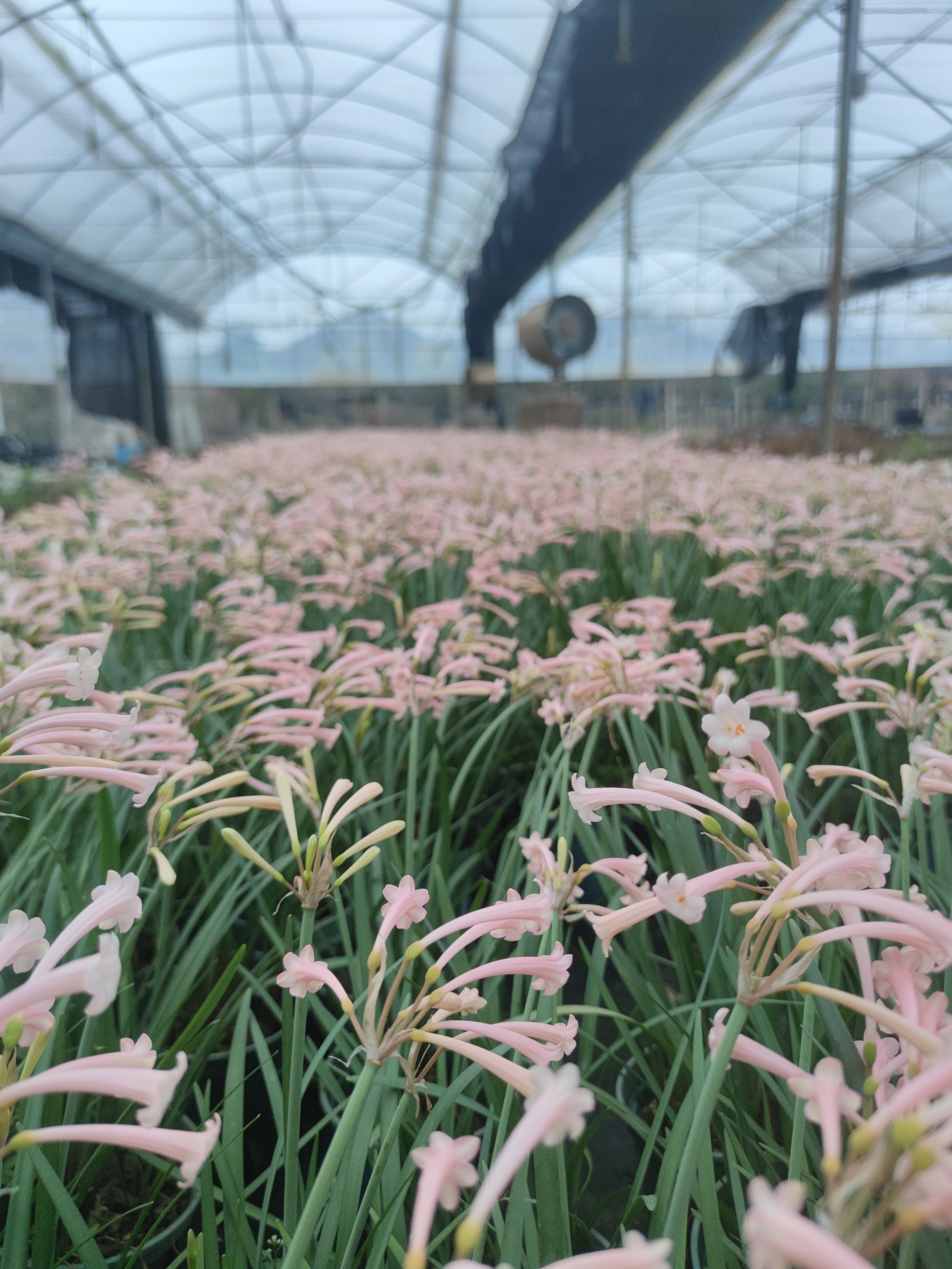 垂筒花粉色球根植物秋冬季开花,鲜花速递/花卉仿真/绿植园艺,宿根/地被植物,淘宝优惠券,粉丝福利购,淘宝优惠卷