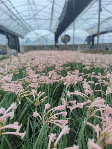 丘山园艺球根秋冬季有香味垂筒花