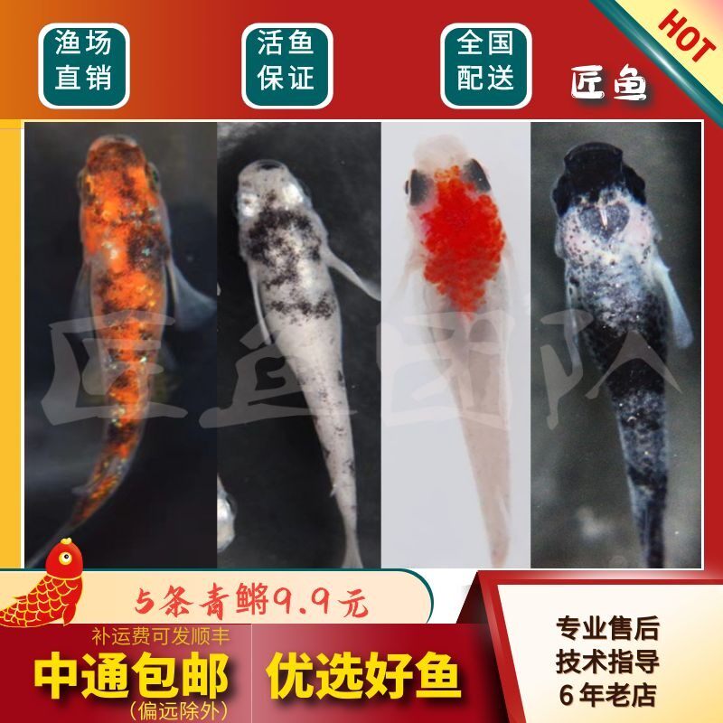 q冷水鱼鱼卵可孵化观背青鱂观赏鱂鱼卵淡水小型锦热带鱼鲤鱼