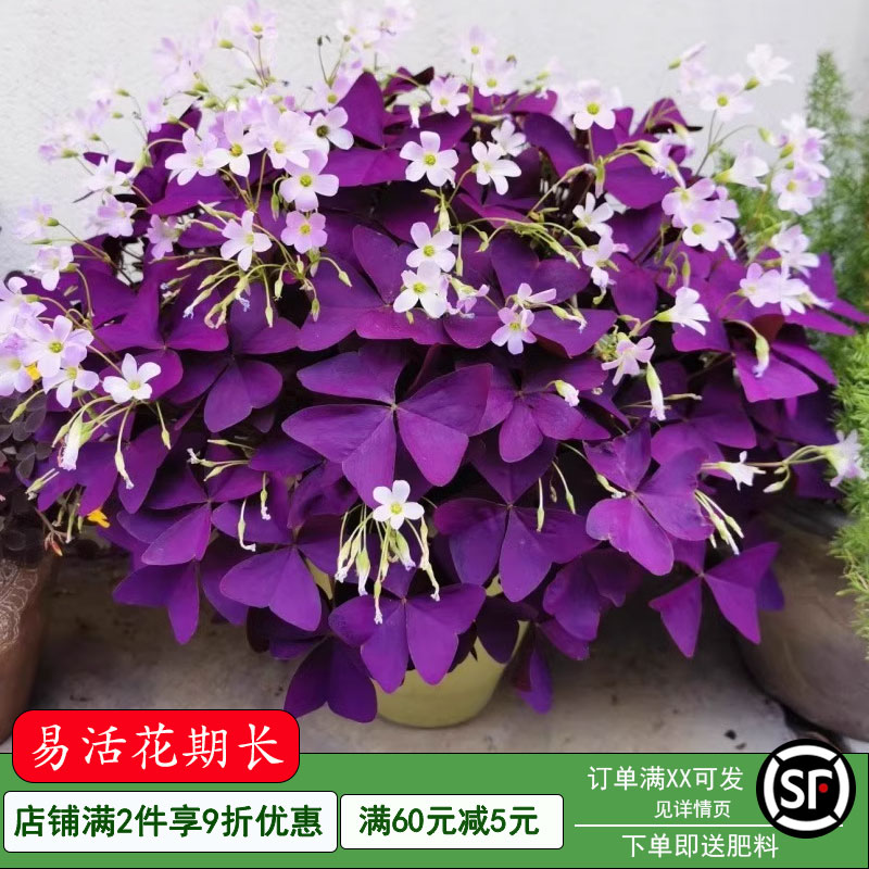 紫叶酢浆草种球三叶幸运草