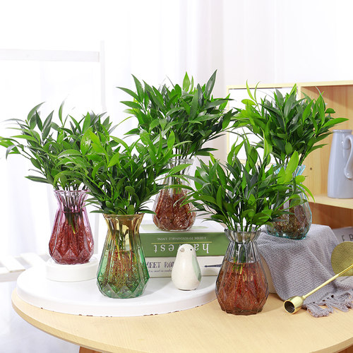 水培驱蚊竹柏富贵养植物室内