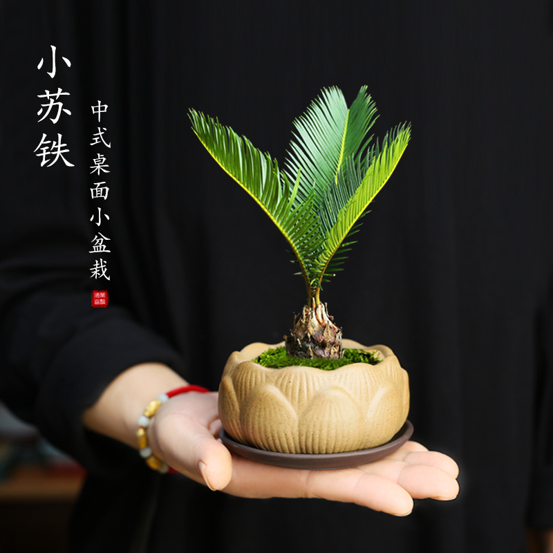 铁树盆栽植物室内好养花卉桌面